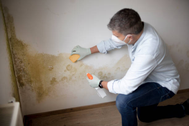 Asbestos and Lead Testing During Mold Inspection in Deatsville, AL